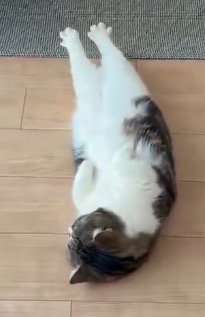 仰向けの状態で足を伸ばす猫