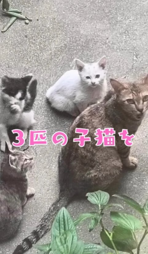 母猫のそばにいる3匹の子猫