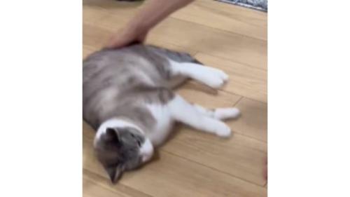 寝転がっている猫