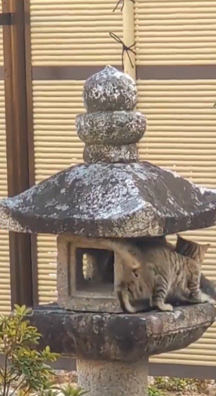 灯籠に登る2頭の猫