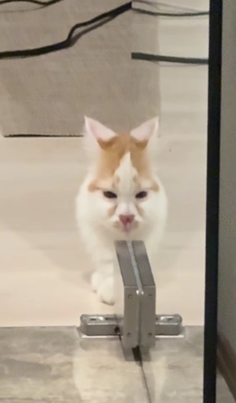 ガラス戸に顔の半分が反射している猫（アップ目が離れている）