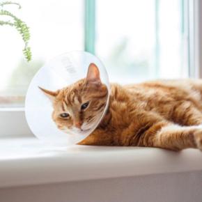 『不妊手術を受けた猫』に表れる変化4選　どんな影響があるの？気を付けるべきポイントまで