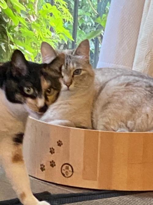 座る猫の前を歩く猫