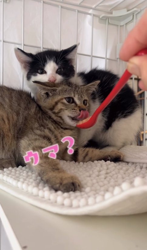 ハチワレ子猫の前でスプーンを見ながら舌を出しているキジトラ子猫