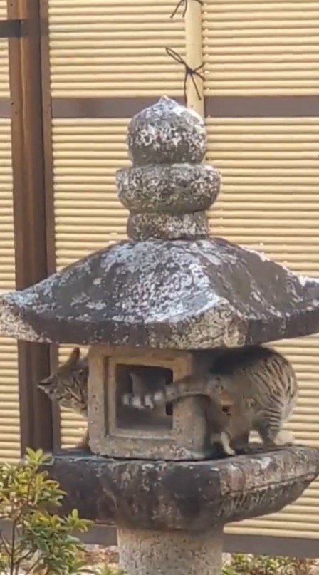お互いのしっぽを追いかける2頭の猫