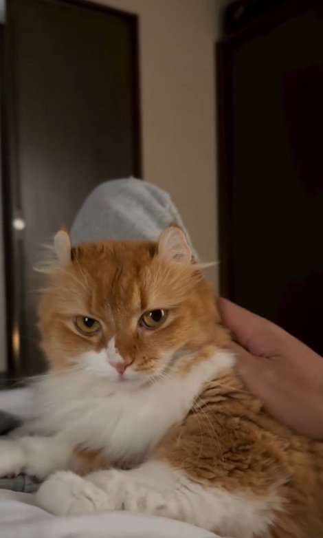 撫でられる猫