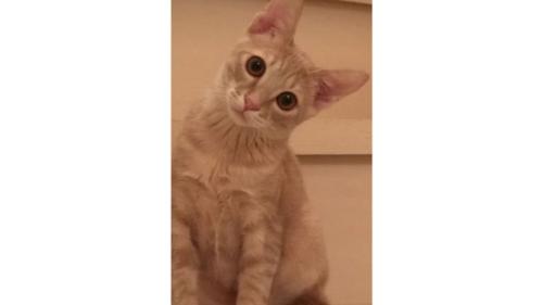 室内にいる猫