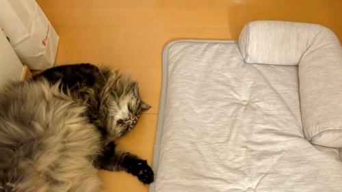 眠る猫の上半身とひんやりマット