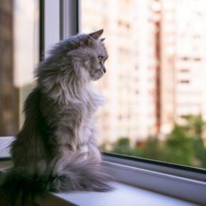 飼い猫が10階から転落！　重傷を負うも奇跡的に生存し、慈善団体が治療を開始　米国