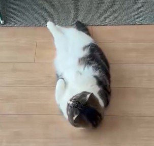 寝転がったまま顔を上げる猫