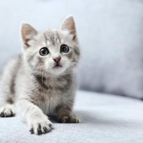 猫につけるのは控えるべき『NGな名前』5つ　思わぬ支障を招くリスクや失敗しないコツ