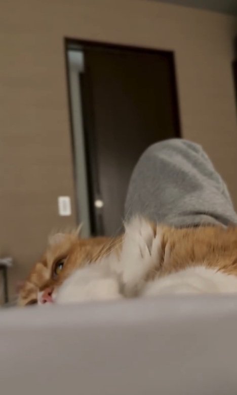寝転がる猫