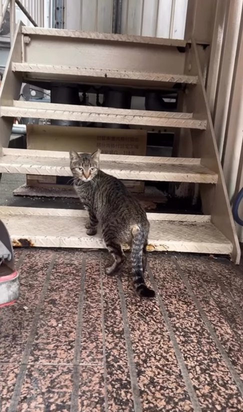 階段に前足をかけて振り返っている猫