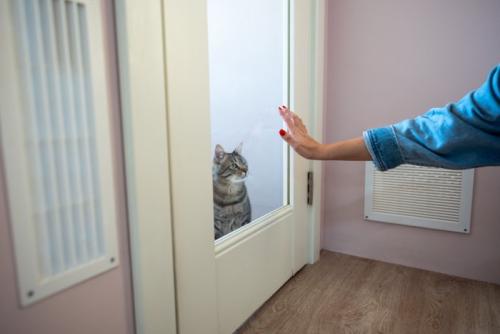 ホテルに預けられる猫