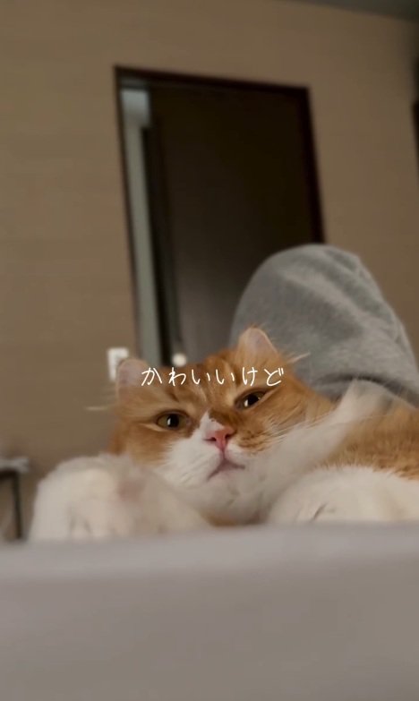 眠そうな猫
