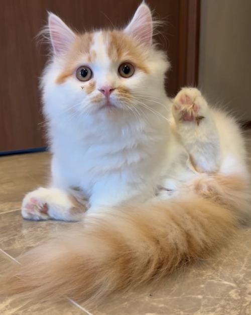 座り込みながら後ろ足を上げている子猫