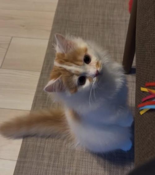 後ろ足で立っている子猫