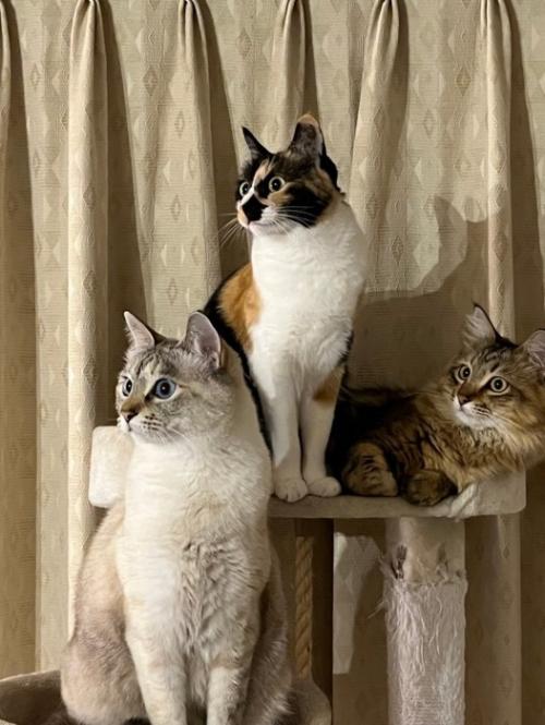 同じ方向を見る猫
