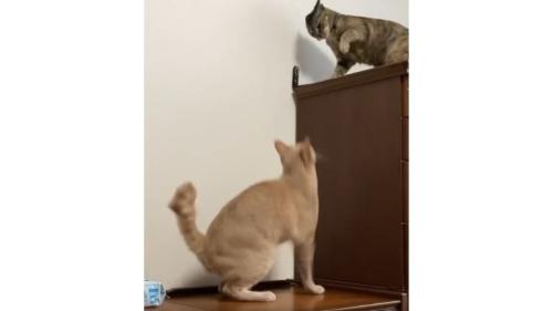 ケンカしている猫