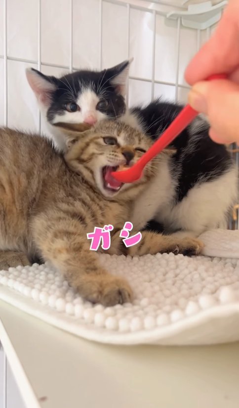 ハチワレ子猫の前でスプーンに噛みついているキジトラ子猫「ガシ」