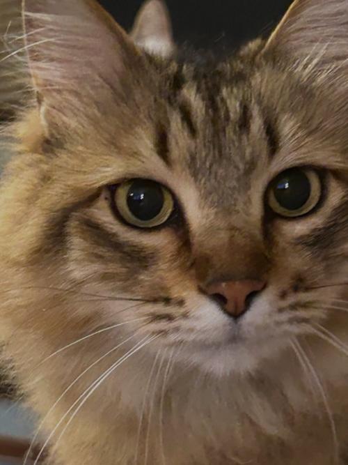 猫の顔