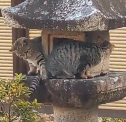 目の前にある他の猫のしっぽを前足で触る猫