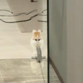 子猫の姿が『ガラス戸に反射』→だんだんと変化していって…『衝撃の光景』が201万再生「外で見たらダメなやつｗ」「エイリアンウサギ」