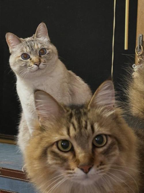 割り込んできた猫