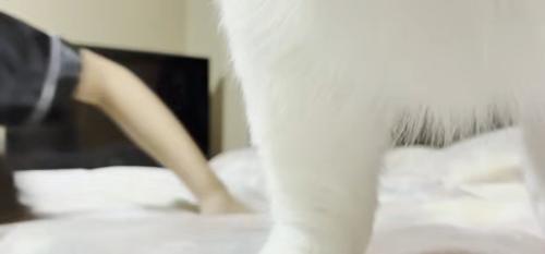 ベッドの上に寝転ぶ子どもと猫