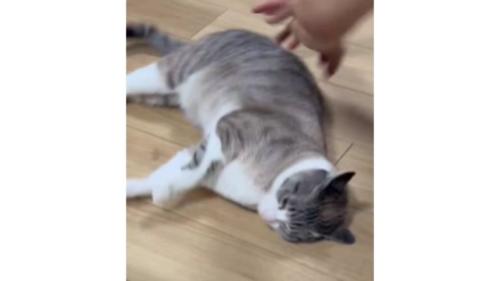 寝転がっている猫
