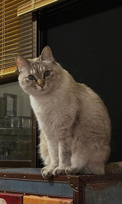 座る猫