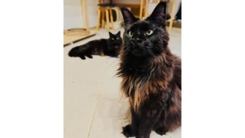 室内にいる猫