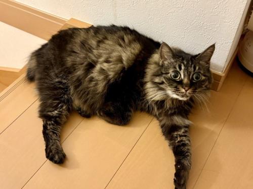 目を丸くし片腕を伸ばして床でくつろぐ猫
