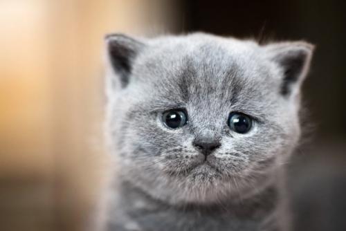 泣いちゃいそうな子猫