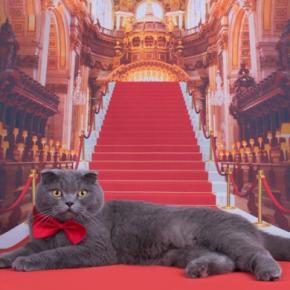 猫界で有名な『超セレブな猫』3選　高収入を得ている理由や仕事内容もご紹介