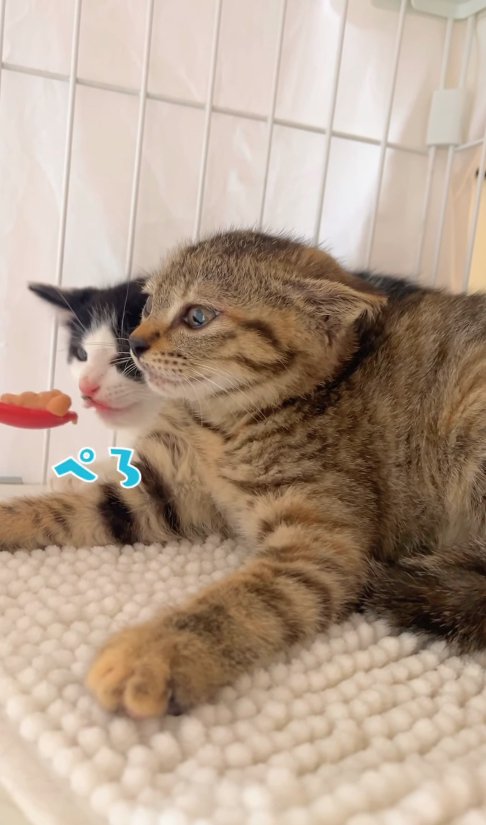 キジトラ子猫の後でチュールを舐めているハチワレ子猫