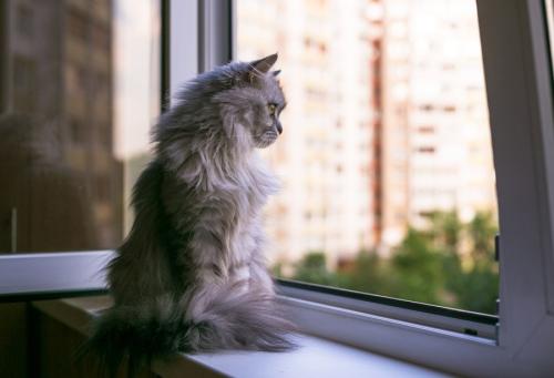 窓から外を見る猫