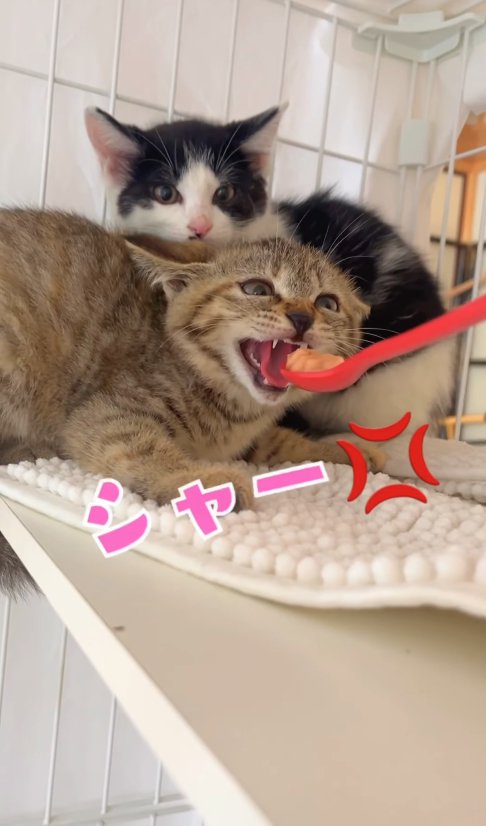 ハチワレ子猫の前でスプーンに向かって威嚇しているキジトラ子猫