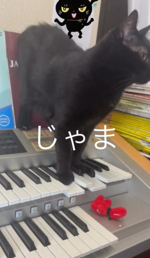 鍵盤を踏む猫1