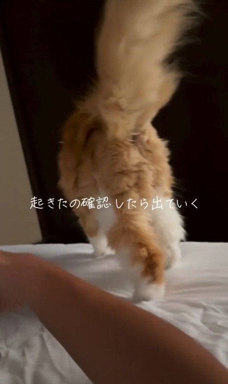 ベッドを下りる猫