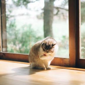 猫が『日光浴』を必要とする理由3つ　陽を浴びるメリットから注意点まで解説