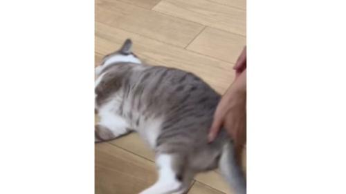 寝転がっている猫