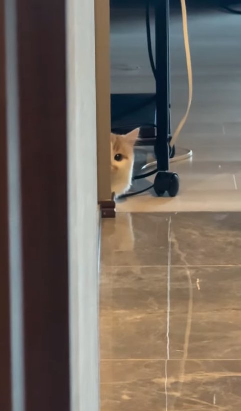 物陰からカメラを見つめる子猫
