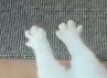 大きく開かれた猫の指先