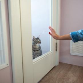 猫が『捨てられたかも…』と不安になっているときのサイン5つ 行動に隠された心理や安心させる接し方まで