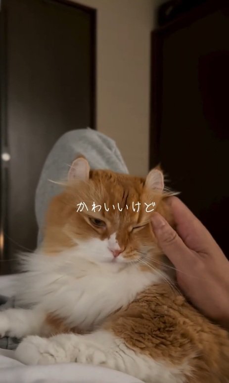嬉しそうな猫