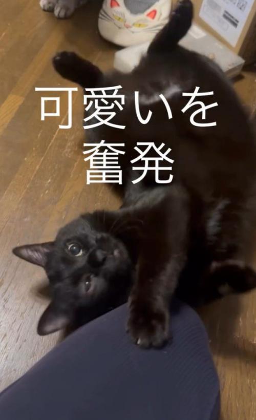 「可愛いを奮発」と書かれた写真