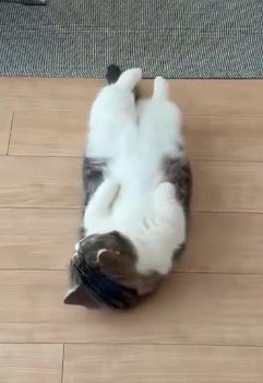 床の上で仰向けになっている猫