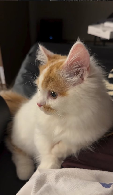 横になっている猫の斜め横顔