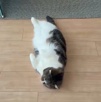 脱力して床に寝転がる猫